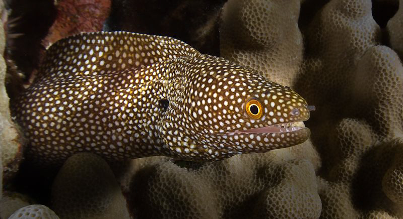 An Eel off the coast of Kona Hawaii. Olympus C5060 by Mick Tait 