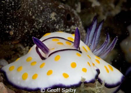 full frontal nudibranch by Geoff Spiby 