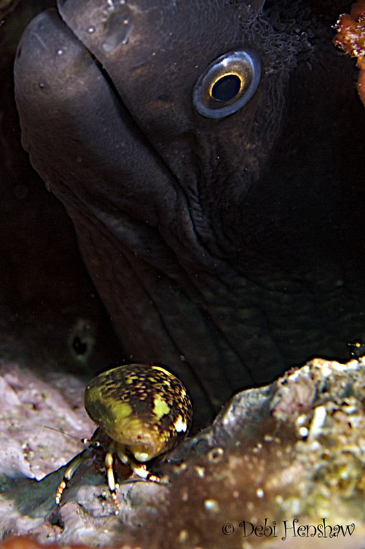 'I've got my eye on you Mr Hermit"  taken in Menorca by Debi Henshaw 