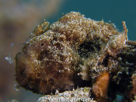 Frogfish, Aguadilla, P.R. by Abimael Márquez 