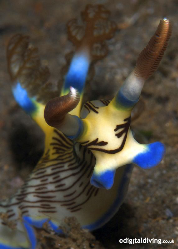 This guy looks set for some action (Nembrotha lineolata) 
 by David Henshaw 