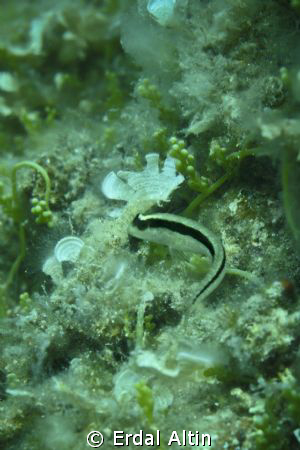 little white striped goby (no strobe) by Erdal Altın 