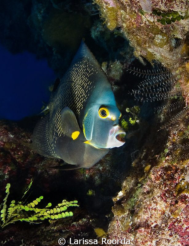 French Angelfish (Pomacanthus paru).   Nikon D300, Tokina... by Larissa Roorda 