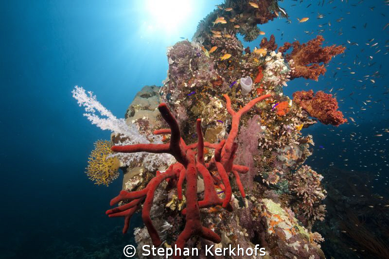 Toxic finger sponge taken Ras Mohammed. by Stephan Kerkhofs 