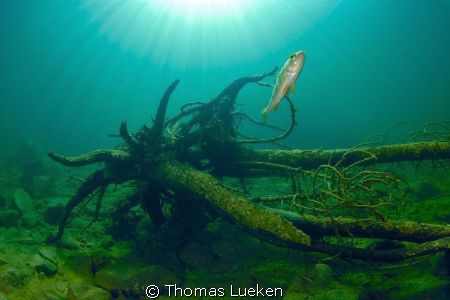 found in the Gosausee; D200 by Thomas Lueken 
