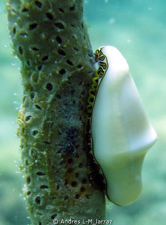 FLAMINGO TONGUE (climbing) by Andres L-M_larraz 