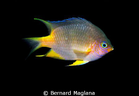 This one played with my camera so I decided to take some ... by Bernard Maglana 