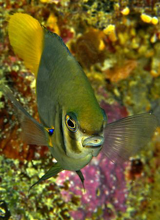 Kiss me!!! by Charles Wright 