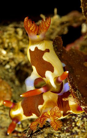 Nudis doing the wild thing. by Charles Wright 