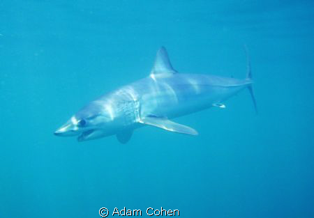 Full body Mako portrait in rare blue waters off Long Isla... by Adam Cohen 