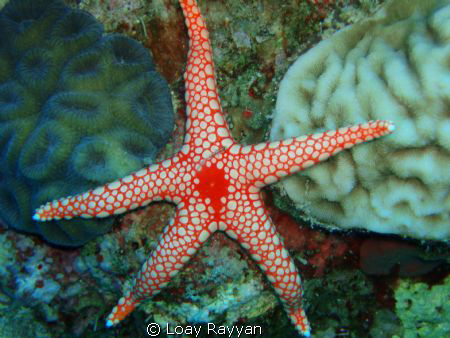 Sea Star by Loay Rayyan 