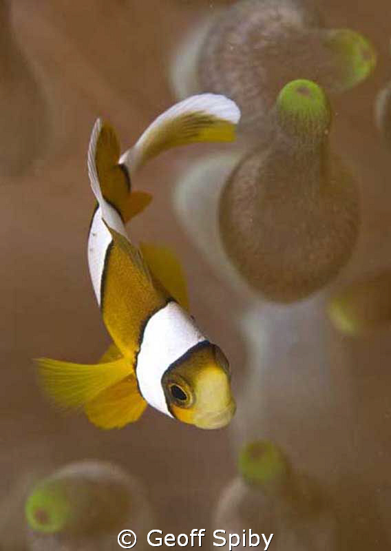 tiny clownfish by Geoff Spiby 