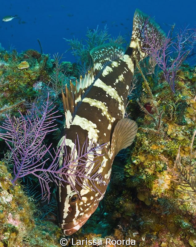 A Nassau grouper (Epinephelus striatus) hunting.  He has ... by Larissa Roorda 