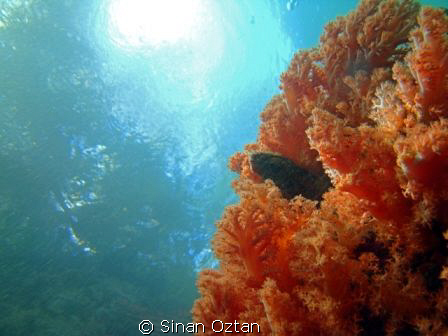 A shot from the passage at Raja Ampat by Sinan Oztan 