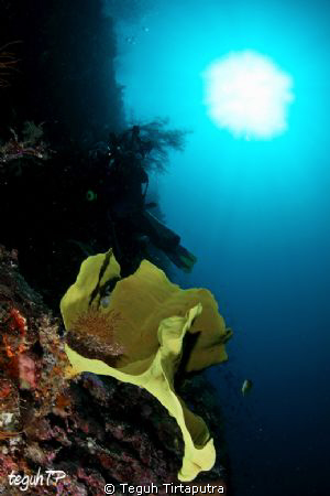 Coral Reef at Kapoposang Island, Makassar, Indonesia. Can... by Teguh Tirtaputra 