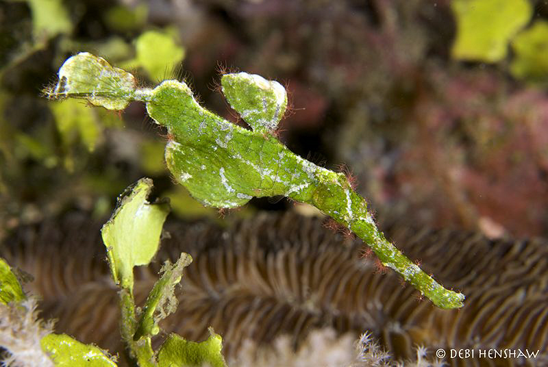 Halemeda Ghostpipefish taken in Manado 60mm +2 diopter No... by Debi Henshaw 