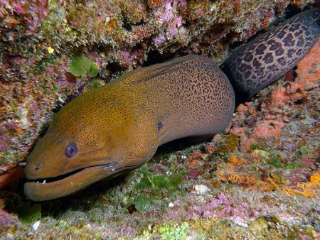 Giant Moray by Martin Dalsaso 