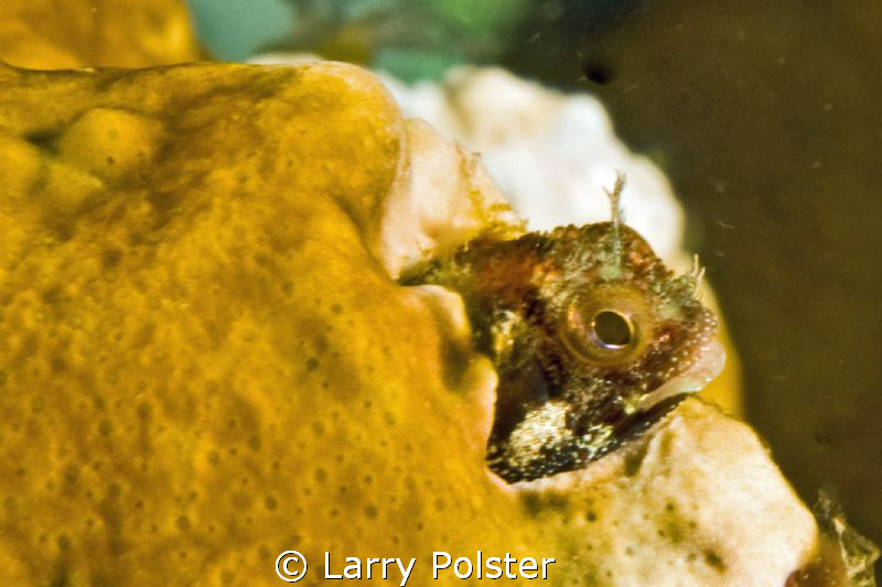 D300-60mm by Larry Polster 