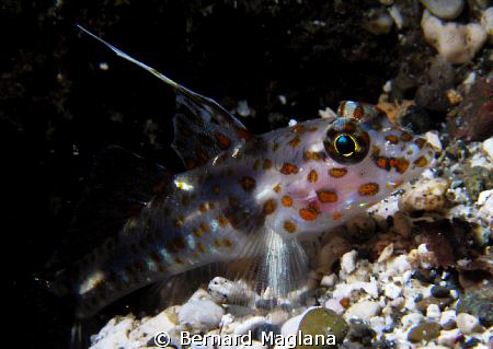 Critters Cove,Samal, Davao City by Bernard Maglana 
