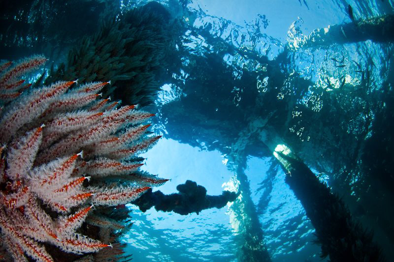 Looking up towards the deck of the old Busselton Jetty. C... by Mick Tait 