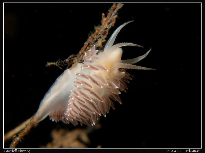 Flabellina triophina. (Canon G10, Inon D2000, 2X UCL165) by Bea & Stef Primatesta 