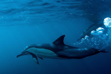 Dolphin bubbles by Charles Wright 