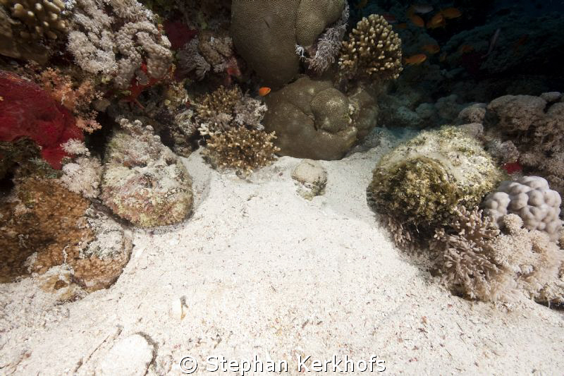 Couple of stonefish taken at Jackson Reef, TIran. by Stephan Kerkhofs 