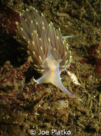 one of the countless hermissenda nudibranchs we found dur... by Joe Platko 