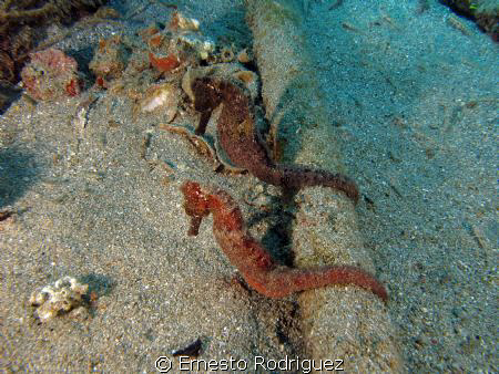 two seahorses  Crash Boat PR by Ernesto Rodriguez 