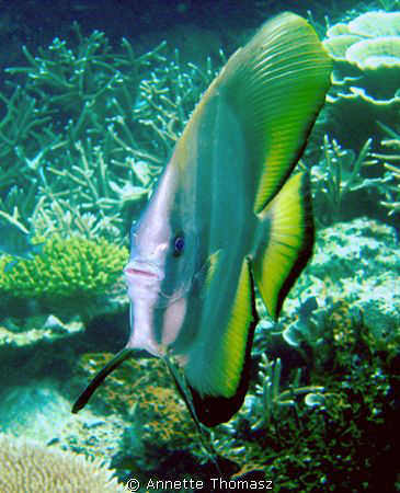 Here's looking at u! Perhentian Island. Taken with a Sony... by Annette Thomasz 