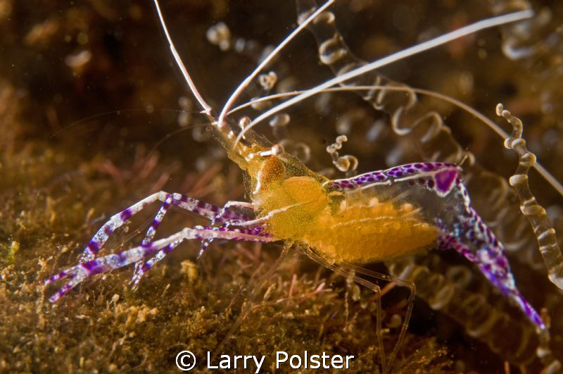 Pederson Shrimp with eggs. D300-60mm, Subsee adaptor by Larry Polster 