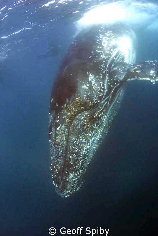 Humpback whale taken off Port St Johns during this years ... by Geoff Spiby 