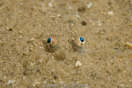 The watchful eyes of a burried sole. Nikon D80, 60mm with... by James Van Den Broek 