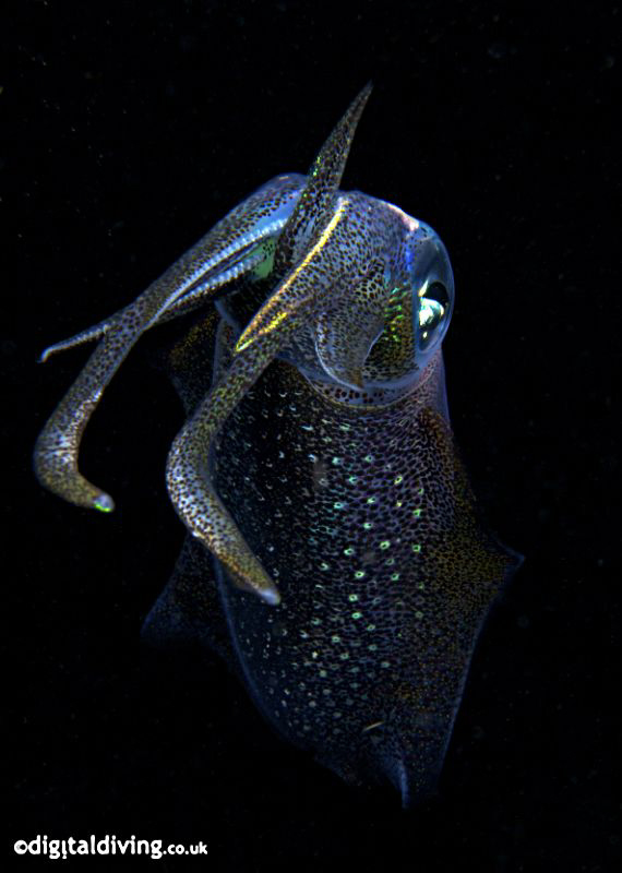 Big Fin Squid taken with D200 and 60mm lens. by David Henshaw 
