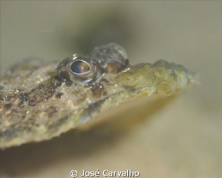 Sole fish - Leaving the flat and horizontal position to g... by José Carvalho 