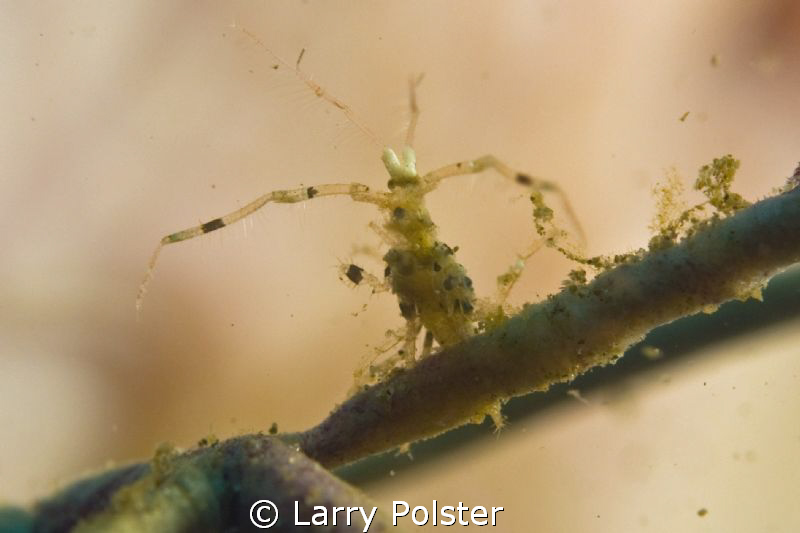 "NIB" ..not in the book. Very tiny crab or shrimp, not id... by Larry Polster 