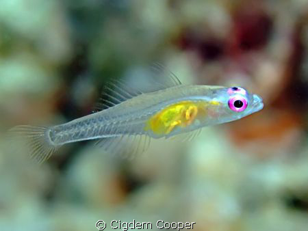 Redeye goby (Bryaninops natans). Taken at Shark's Bay wit... by Cigdem Cooper 