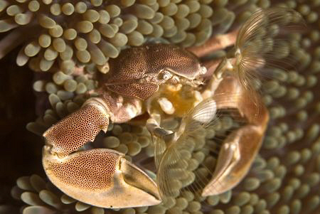Porcelain cran shot at Bikini reef, Sodwana Bay by Charles Wright 