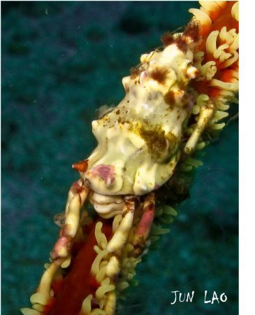 xeno-xeno crab, thanks David H :) by Jun Lao 