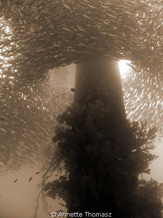 Around and around they go, Taken at Salang Jetty Tioman. ... by Annette Thomasz 