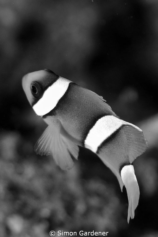 Nemo shot with Nikon D70s and 135 macro lens by Simon Gardener 