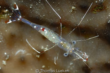 found in Lembeh; D200 by Thomas Lueken 