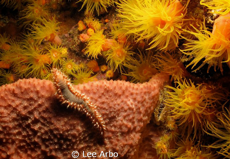 Fireworm amidst a blaze of feeding coral.  Night dive on ... by Lee Arbo 