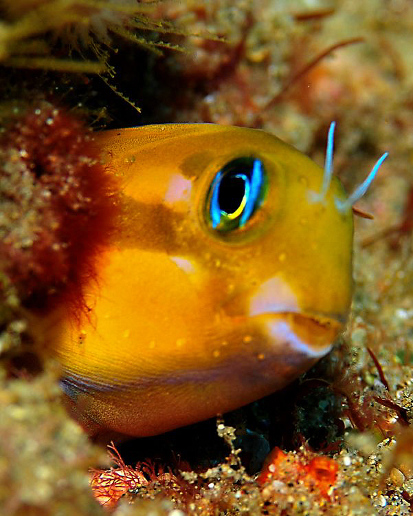 Blennie sticking his neck out. by Charles Wright 