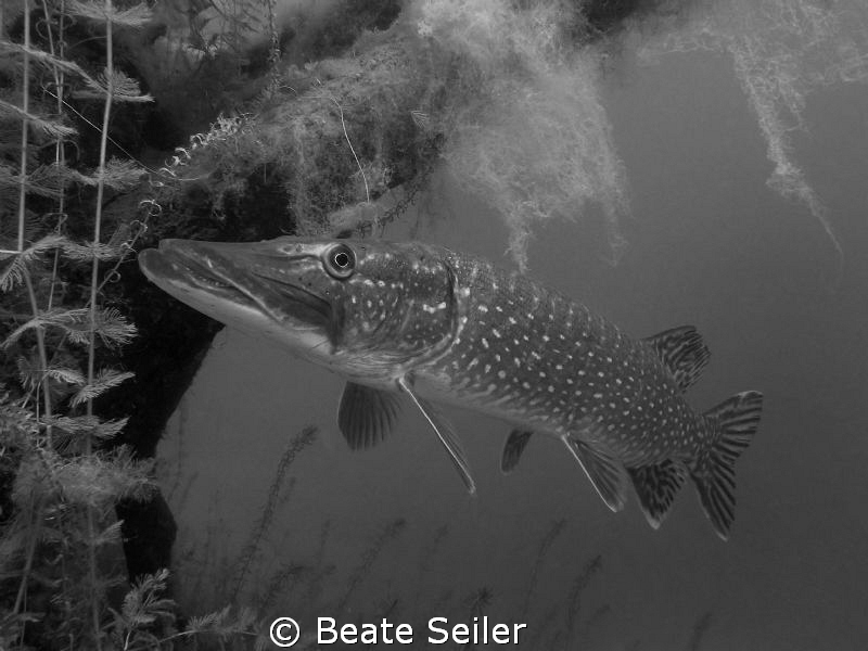 Northern Pike , taken with Canon S70 , no strobe by Beate Seiler 