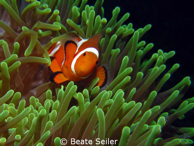 Clownfish , taken with Canon S70 and UCL165 by Beate Seiler 