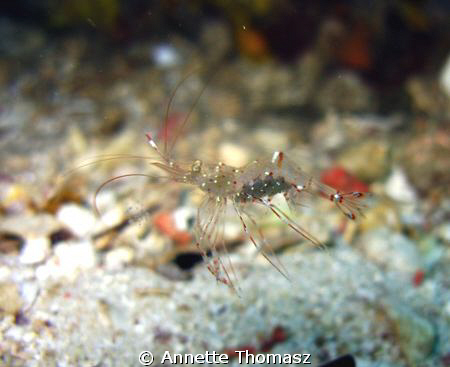 Just swimming along, on my merry way...... Taken at Soyak... by Annette Thomasz 