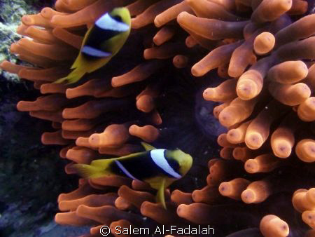 Lovely nemos by Salem Al-Fadalah 