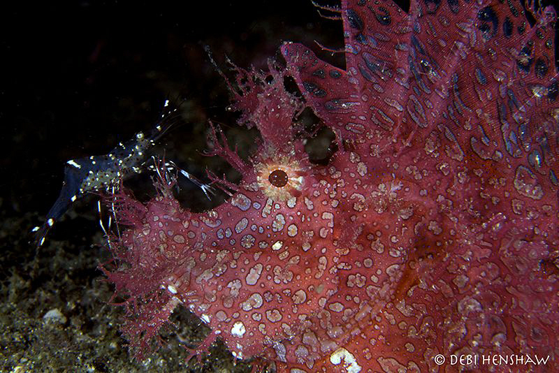 "Seeing Eye to Eye" Lacy Scorpion having a chat with a cl... by Debi Henshaw 