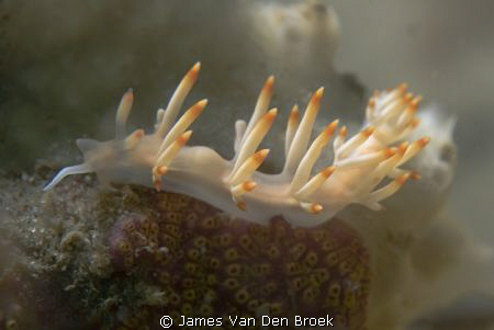 Candy corn nudibranch. Nikon D80, 60mm +2 diopter by James Van Den Broek 